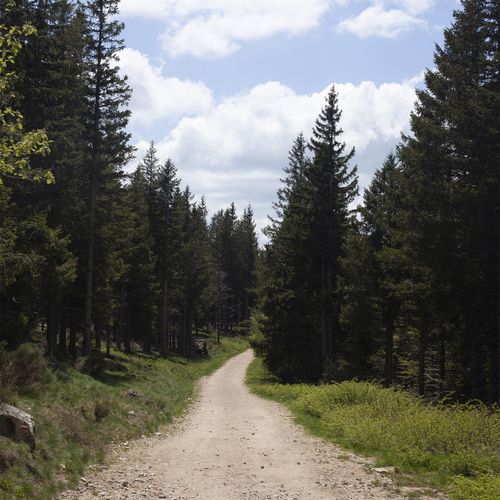 Sentier de randonnée traversant une forêt de conifères sous un ciel bleu partiellement nuageux - Atelier Tuffery