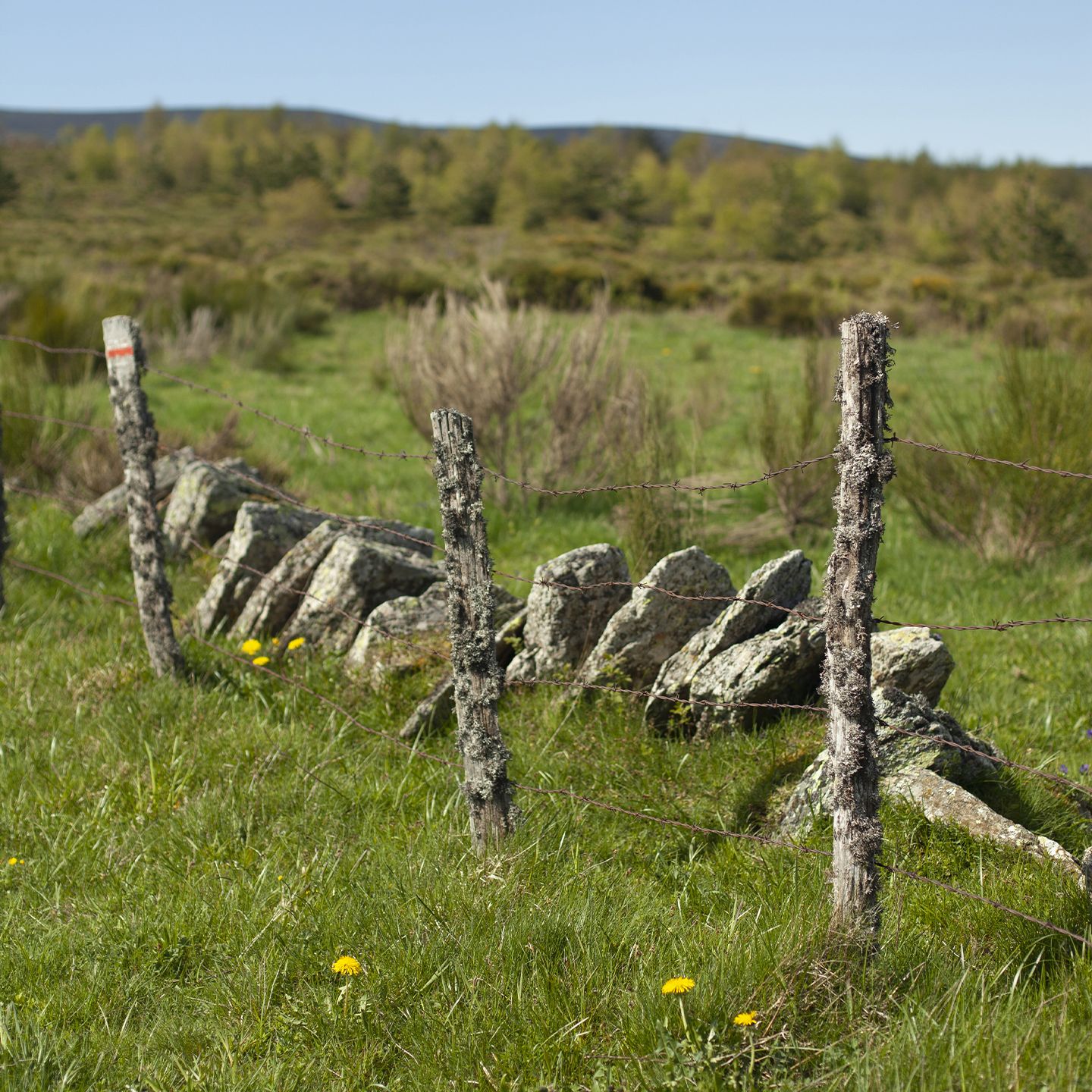 Alignement de pierres dressées entre deux piquets de bois recouverts de mousse, dans un paysage rural | Atelier Tuffery