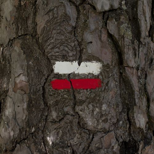 Marquage rouge et blanc d’un sentier de Grande Randonnée peint sur l’écorce d’un arbre - Atelier Tuffery