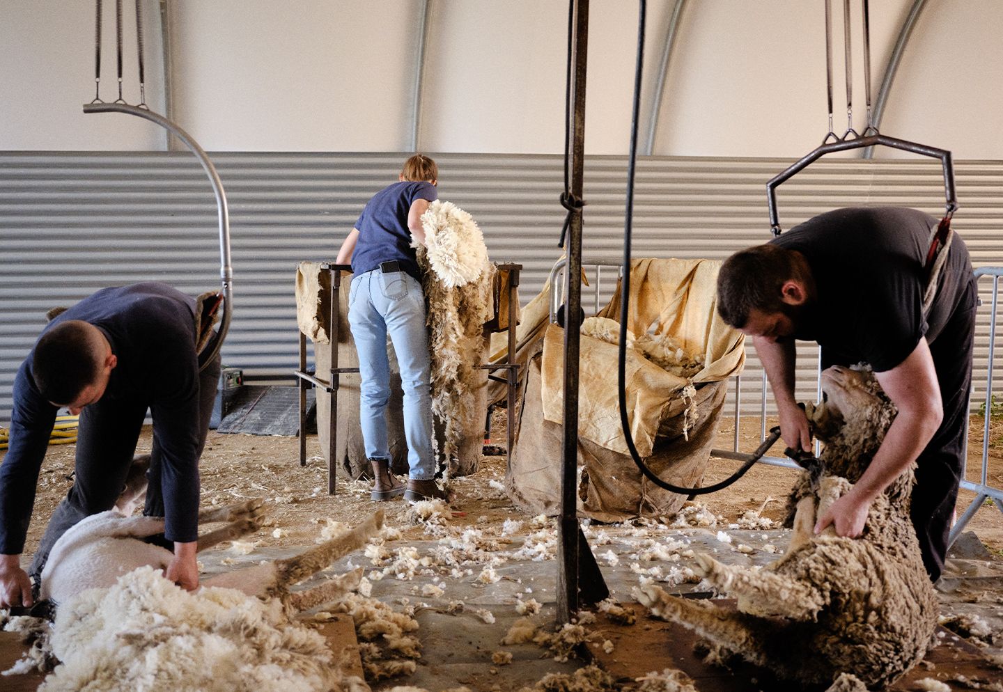 Tondeurs au travail pendant la tonte des brebis, avec les toisons de laine rassemblées au sol. | Atelier Tuffery