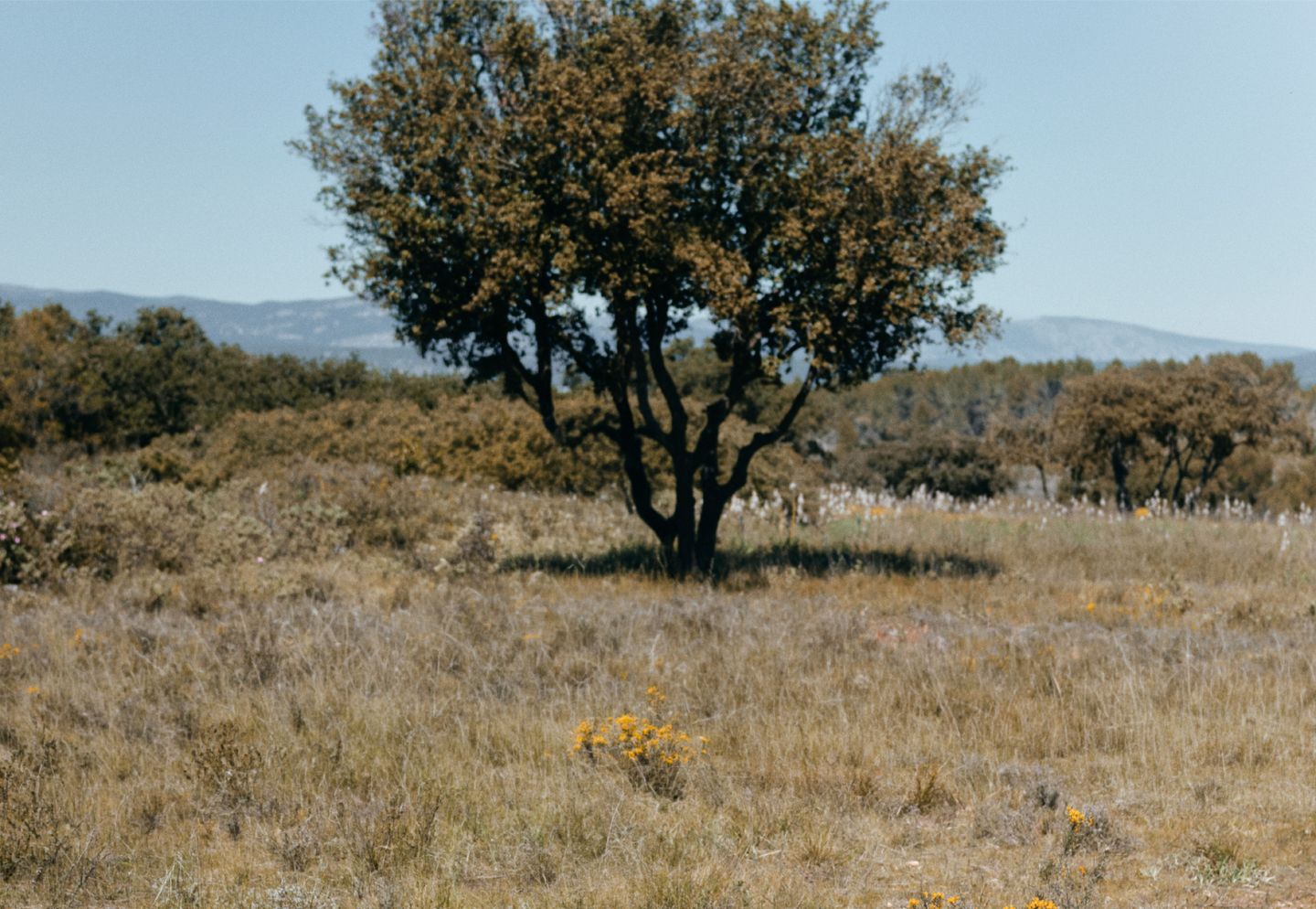 Paysage de garrigue avec un arbre isolé, des herbes sèches et des reliefs en arrière-plan. | Atelier Tuffery