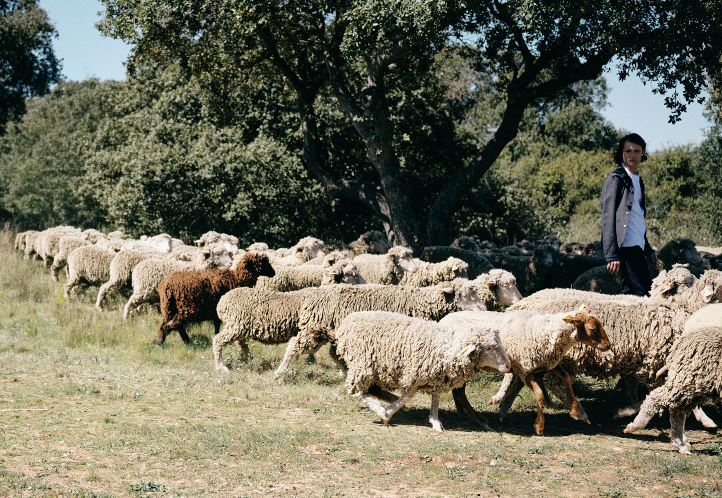 Troupeau de brebis traversant la garrigue, accompagné par un berger sous les chênes. | Atelier Tuffery