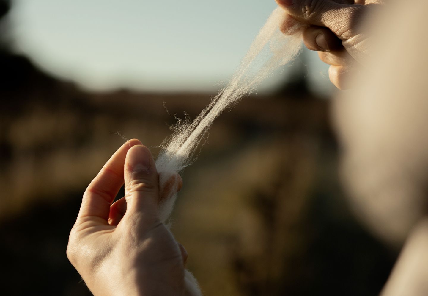 Fibre de laine tenue entre les mains, montrant la matière avant sa transformation en fil puis en toile. | Atelier Tuffery