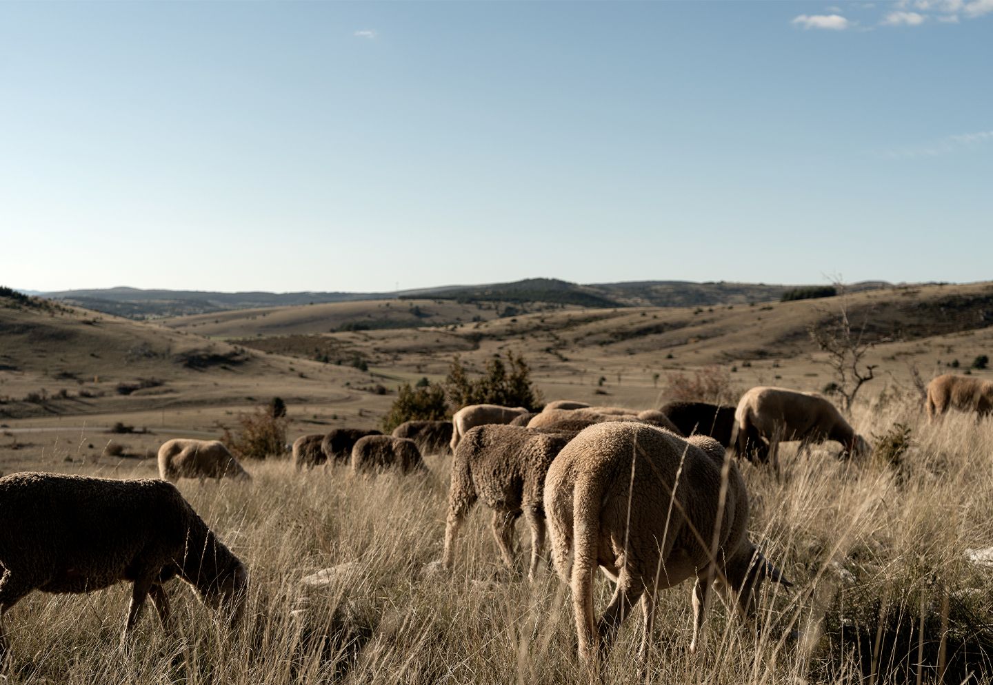 Troupeau de brebis pâturant dans les herbes sèches du Causse Méjean, avec les grands espaces ouverts en arrière-plan. | Atelier Tuffery