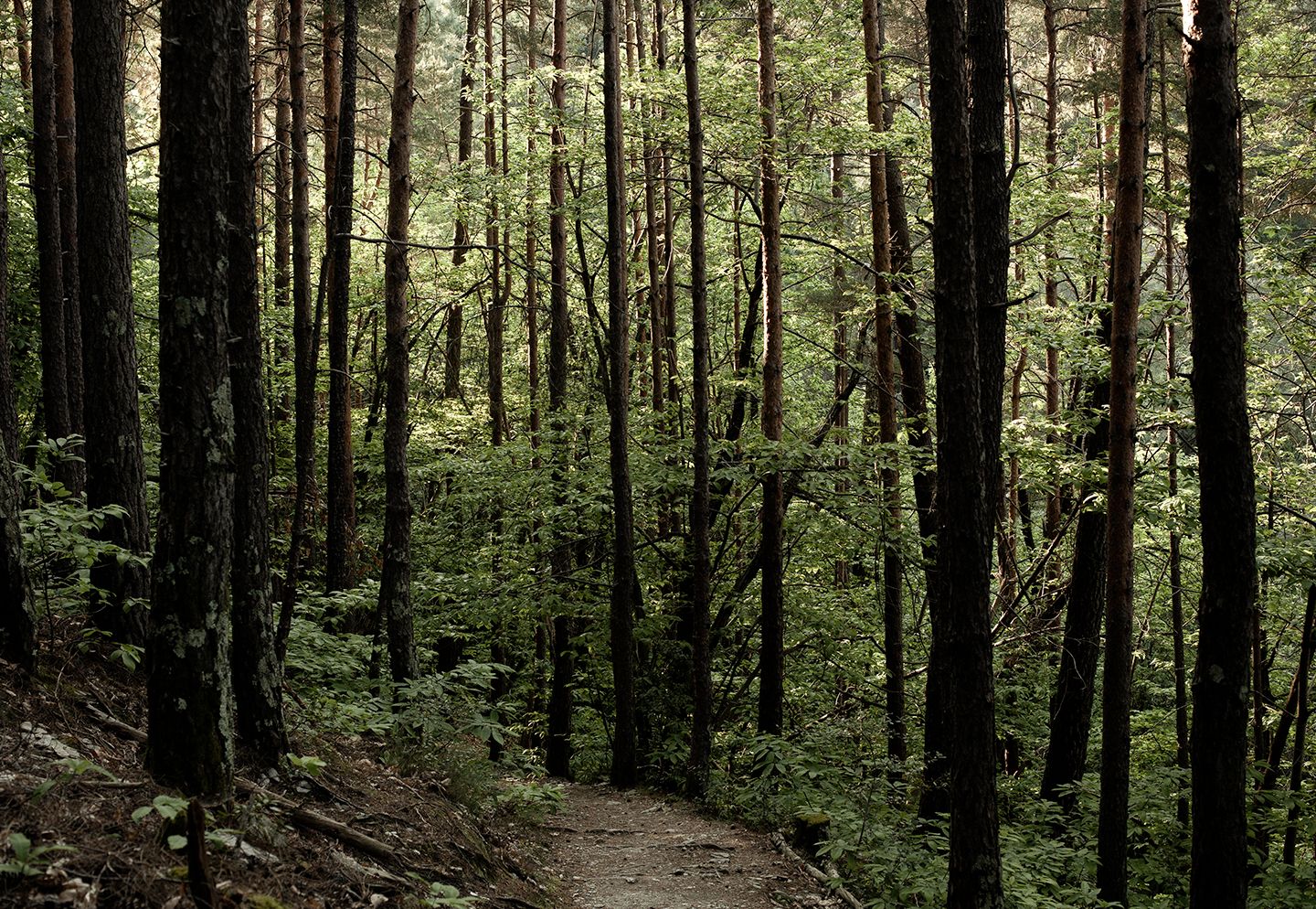 Chemin forestier dans les Cévennes, bordé d’arbres et de végétation dense, évoquant les anciens passages de transhumance. | Atelier Tuffery