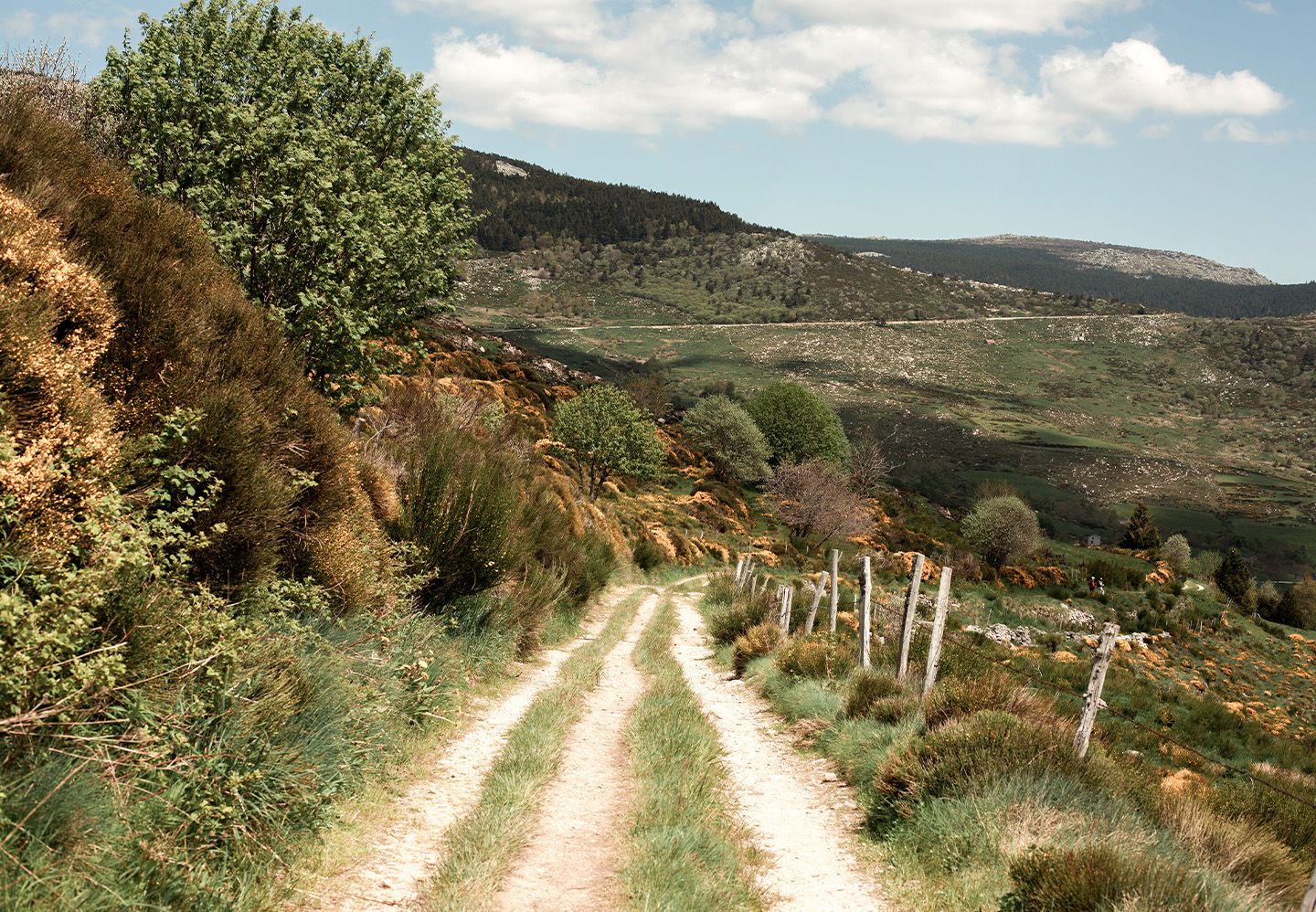 Chemin de garrigue emprunté par les troupeaux lors de la transhumance dans les Cévennes | Atelier Tuffery