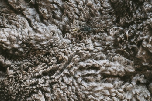 De la laine de moutons - Atelier Tuffery