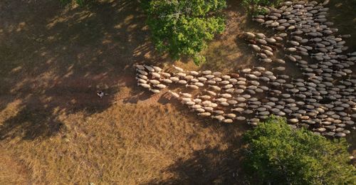 Berger & Moutons - Atelier Tuffery