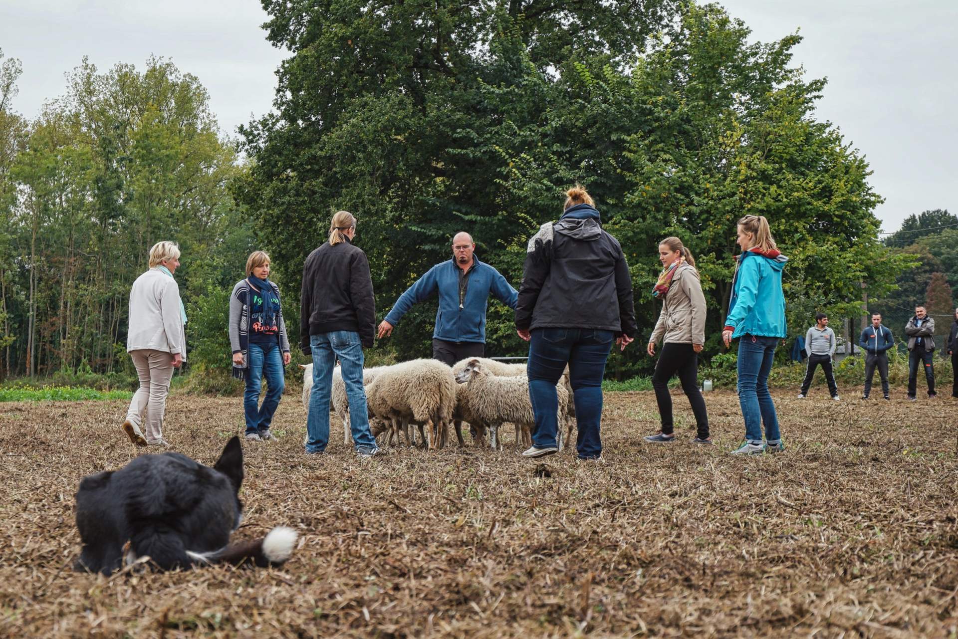 teambuilding schapendrijven