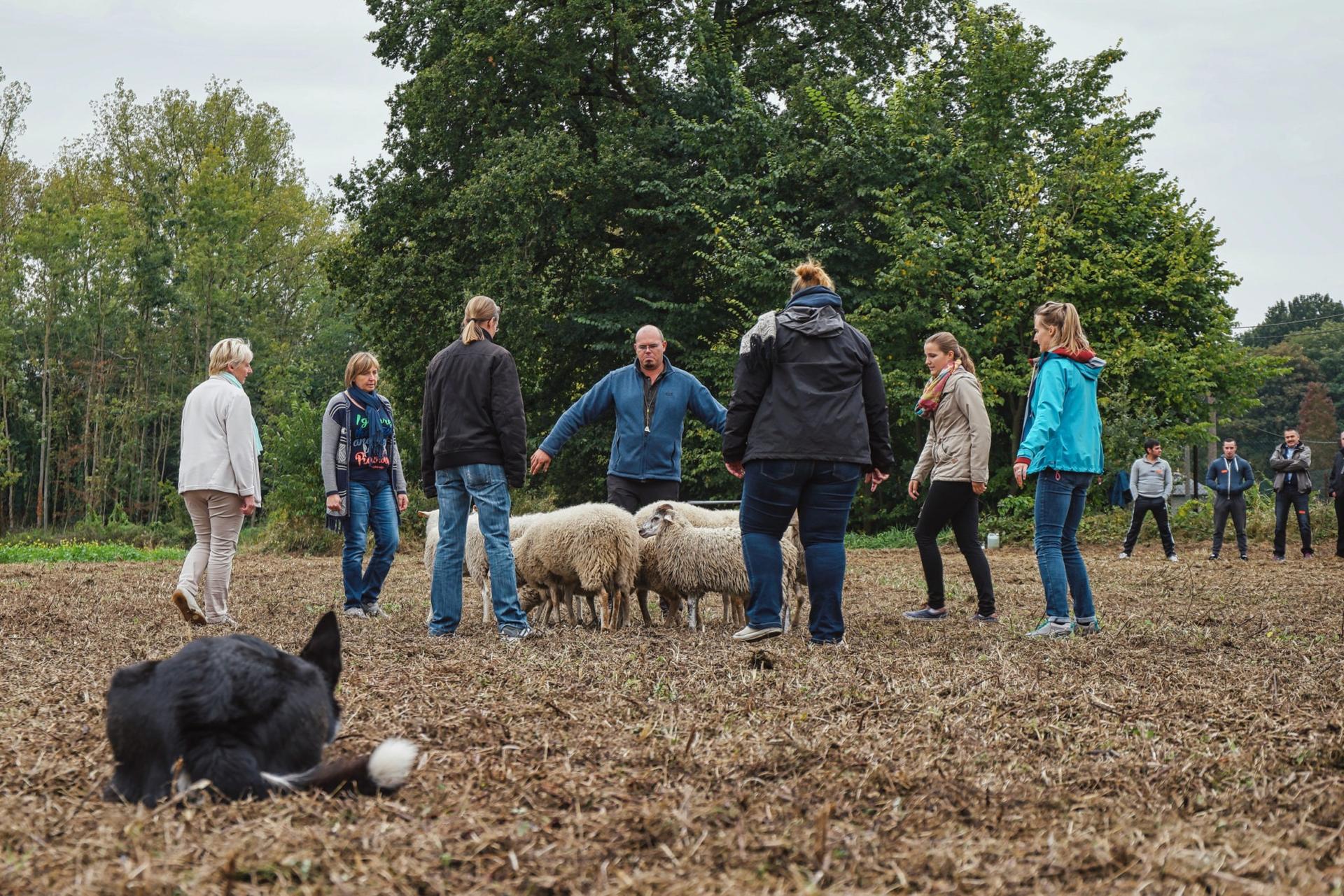 teambuilding schapendrijven
