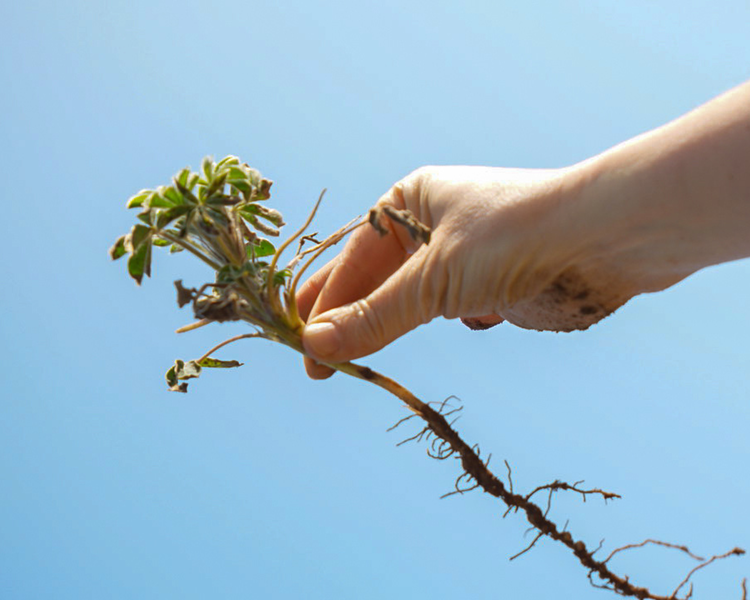 Plant dat zaadje