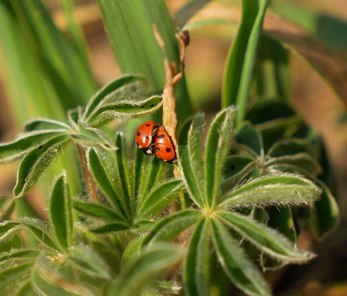 Lieveheersbeestje op Lupine plant2