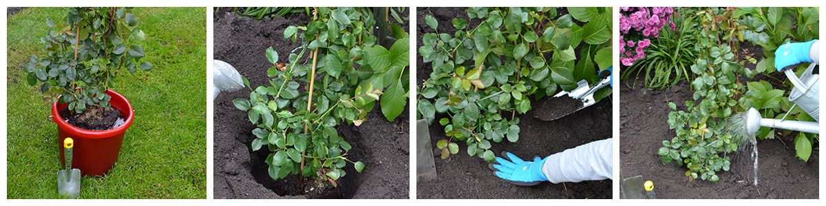 Rosen richtig versorgen: Infos, Tipps & Anleitung | Maison & Confort