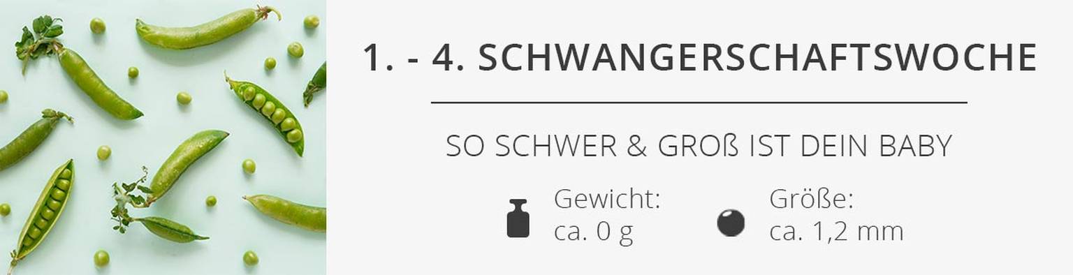 1. -4. Schwangerschaftswoche