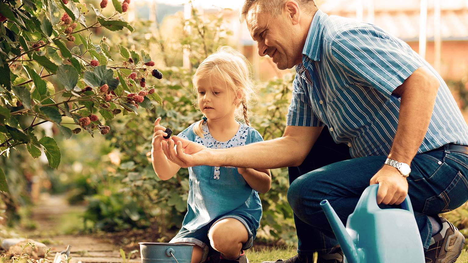 Ein Mann und ein junges Mädchen pflücken Beeren in einem Garten. Der Mann hält eine Beere in der Hand, während das Mädchen zusieht. In der Nähe steht eine Gießkanne.
