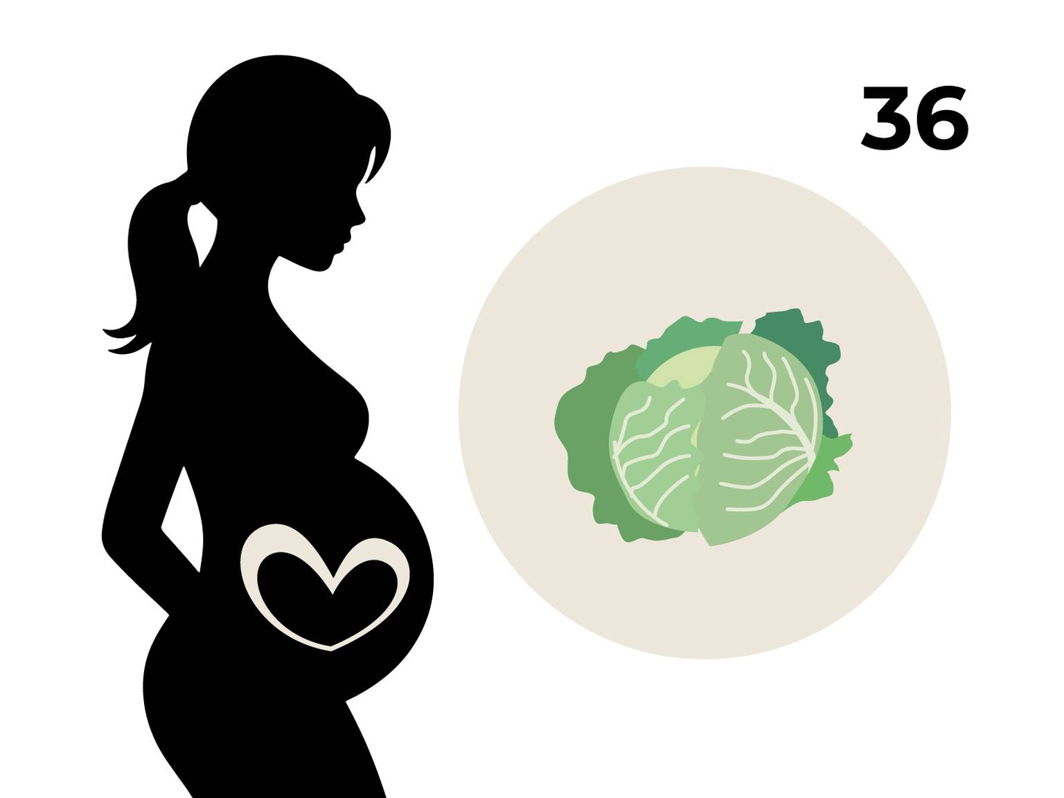 Silhouette einer schwangeren Frau mit einem Herz auf dem Bauch, daneben ein Kreis mit einem Wirsing und die Zahl 36.