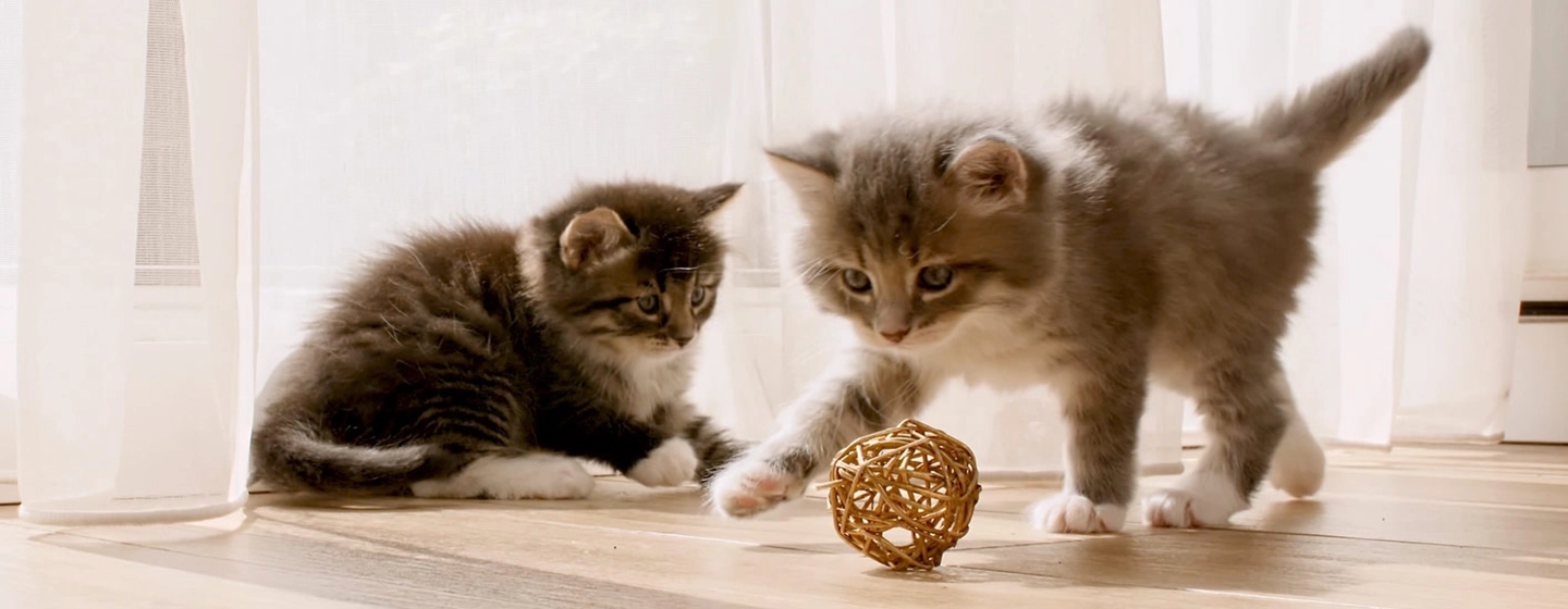 Zwei flauschige Kätzchen spielen in einem hell erleuchteten Raum auf einem Holzboden mit einem geflochtenen Ball.