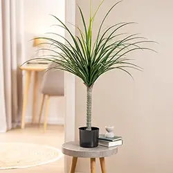 Moderne Zimmerpflanze als stilvolle Wohnraum-Dekoration im minimalistischen Interieur