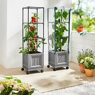 Zwei kleine Topfpflanzen mit Metallgittern in einem hellen Raum. Eine hat Tomaten, die andere ist mit einer transparenten Folie abgedeckt. In der Nähe stehen Topfblumen.