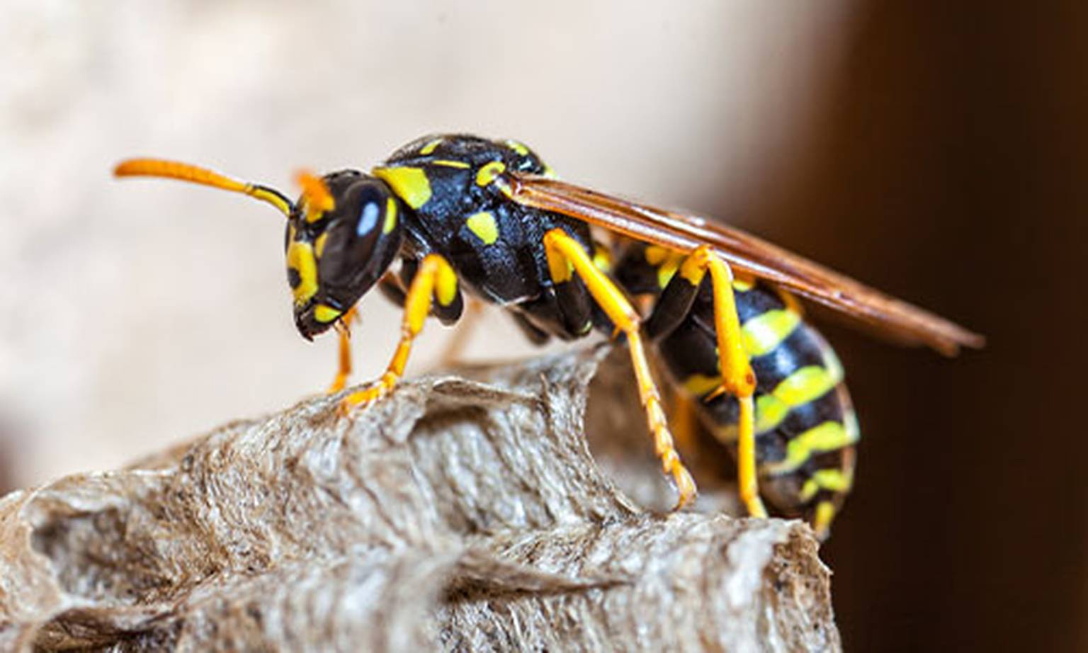 Stechende Insekten im Garten loswerden Infos, Tipps & Anleitung Die
