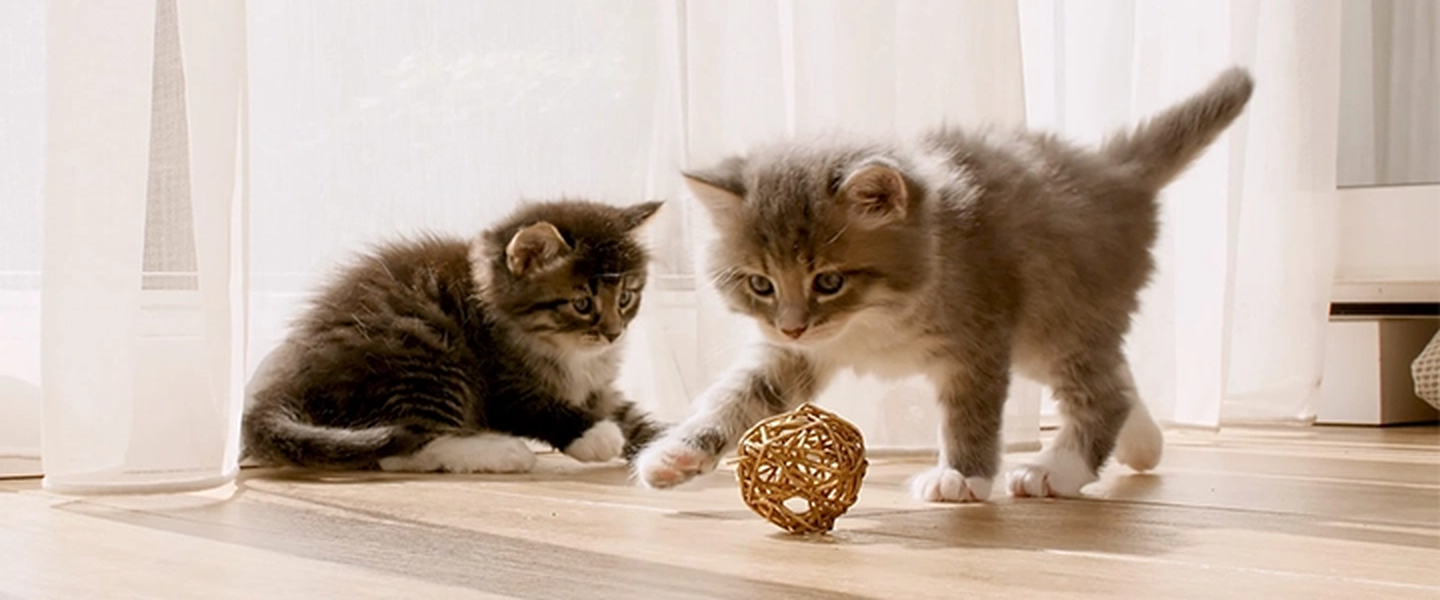 Zwei flauschige Kätzchen spielen auf einem Holzboden mit einem goldenen Gitterball, während Sonnenlicht durch die halbtransparenten Vorhänge hinter ihnen fällt.