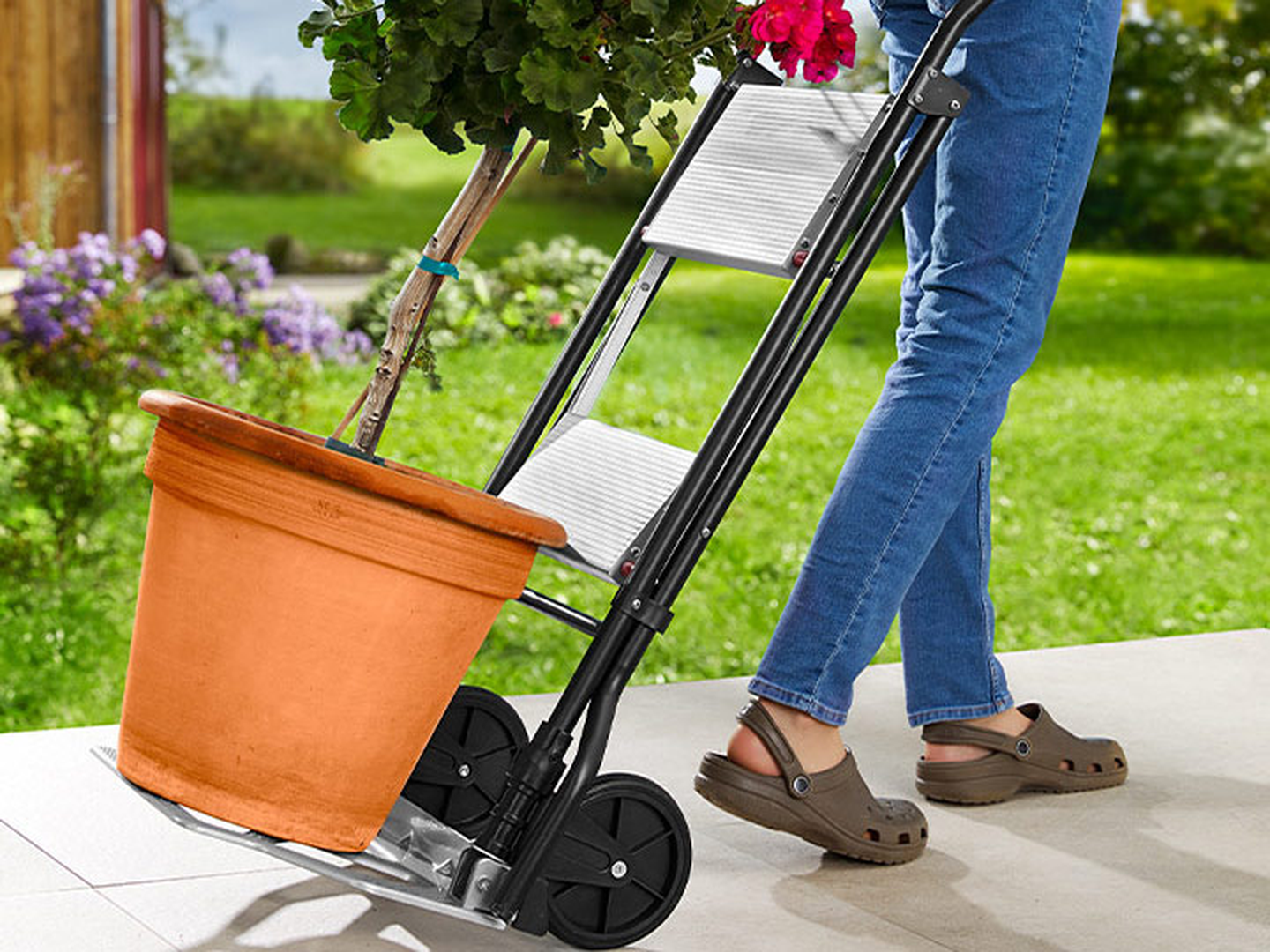 Eine Person in Jeans und Clogs benutzt eine Sackkarre, um in einem Garten eine große Topfpflanze mit rosa Blüten zu bewegen.