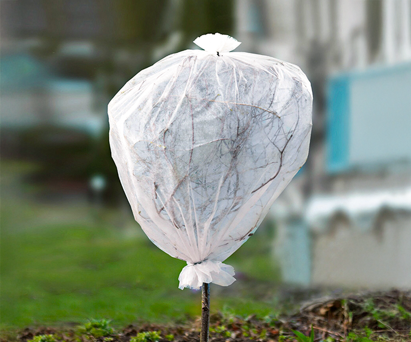 Young tree wrapped in white protective fabric, secureJunger Baum, umwickelt mit weißem Schutzstoff, mit Bändern befestigt, mit unscharfem Hintergrund aus Gras und Gebäuden.d with ties, with blurred background of grass and buildings.