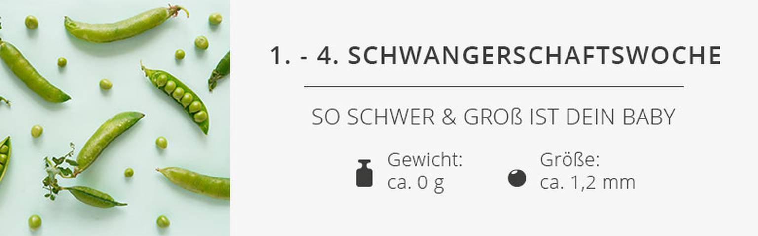 1. -4. Schwangerschaftswoche