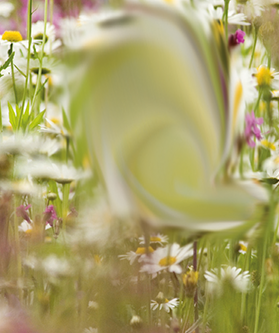 Ein Bild von einer Blumenwiese hat einen großen verschwommenen Fleck in der Mitte.