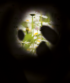 Von einer Blumenwiese ist nur ein runder, von schwarzen Flecken durchzogener Ausschnitt sichtbar.
