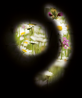 Von einer Blumenwiese ist nur ein Punkt und ein schmaler Bogen sichtbar, der Rest ist schwarz.