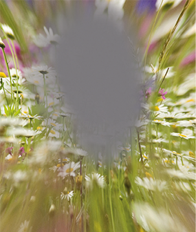 Ein Bild von einer Blumenwiese hat einen länglichen grauen Fleck in der Mitte und ist drum herum verschwommen.