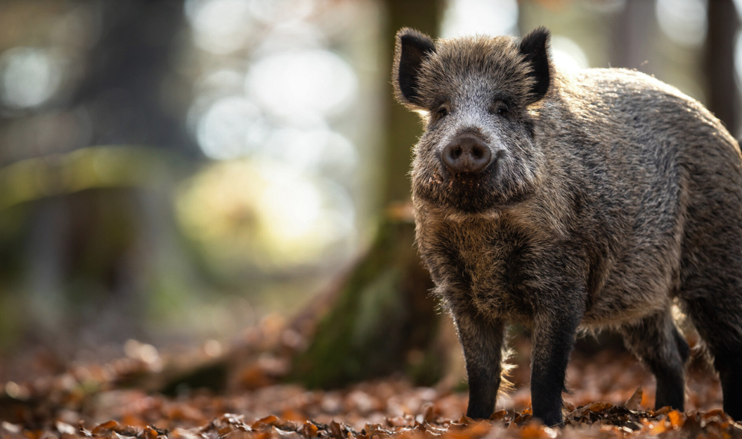 Ein Wildschwein, das wie Hausschweine von der Afrikanischen Schweinepest gefährdet ist.