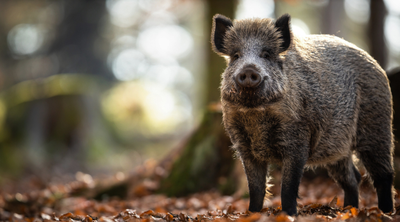 Ein Wildschwein, das wie Hausschweine von der Afrikanischen Schweinepest gefährdet ist.