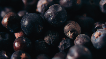 Wacholderbeeren verleihen Lebensmitteln ein vielschichtiges Aroma