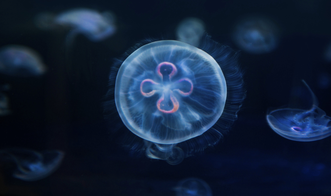 Quallen können in Zukunft unsere Nahrung bereichern