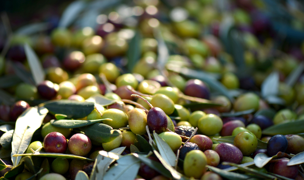 Frische grüne und violette Oliven zeigen die Vielfalt der Früchte als Lebensmittel