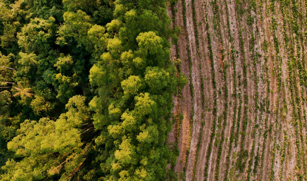 Entwaldete Flächen neben Waldflächen sind Thema der EUDR zum Waldschutz