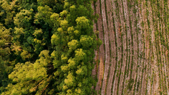 Entwaldete Flächen neben Waldflächen sind Thema der EUDR zum Waldschutz