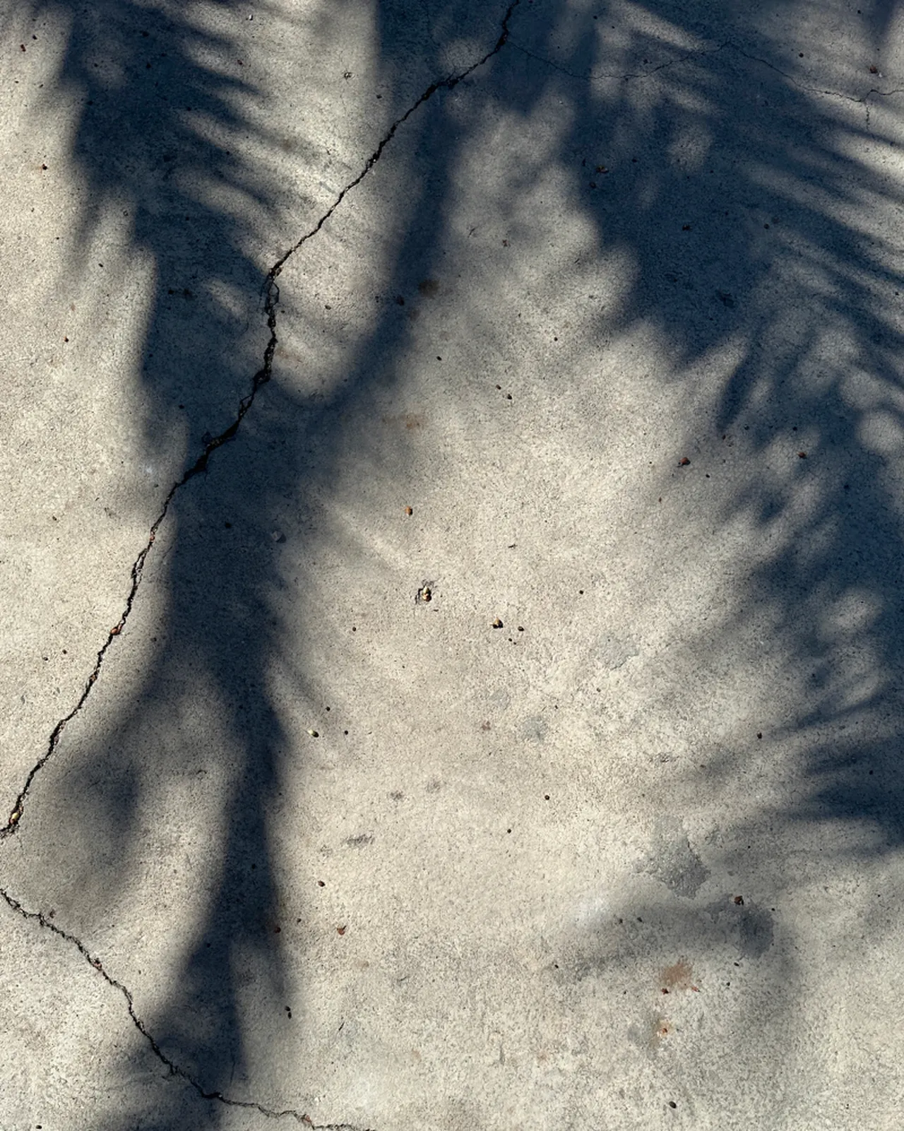 Palm leaf shadows on a cracked concrete surface under sunlight, creating a tropical and serene pattern.