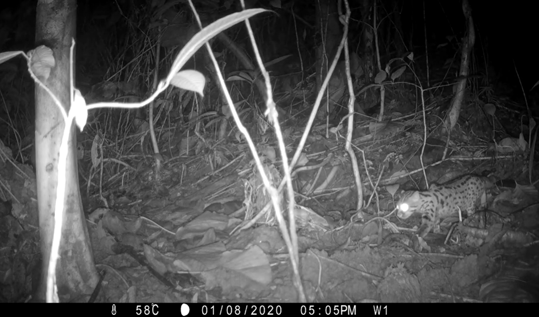 Nighttime forest scene captured on a trail camera, featuring a spotted wild cat with glowing eyes among leaves and branches.