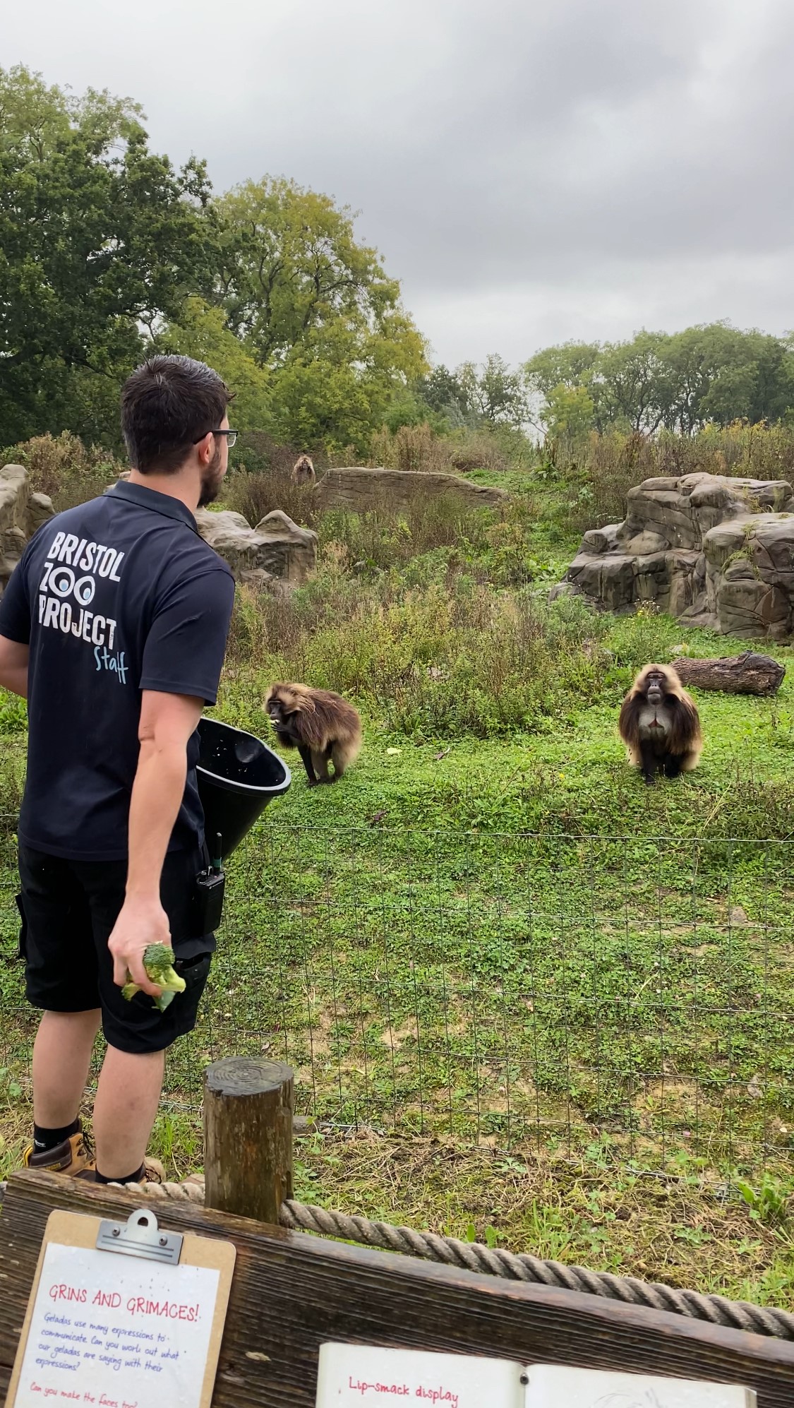 A man wearing a Bristol Zoo Project t-shirt feeding the gelada troop