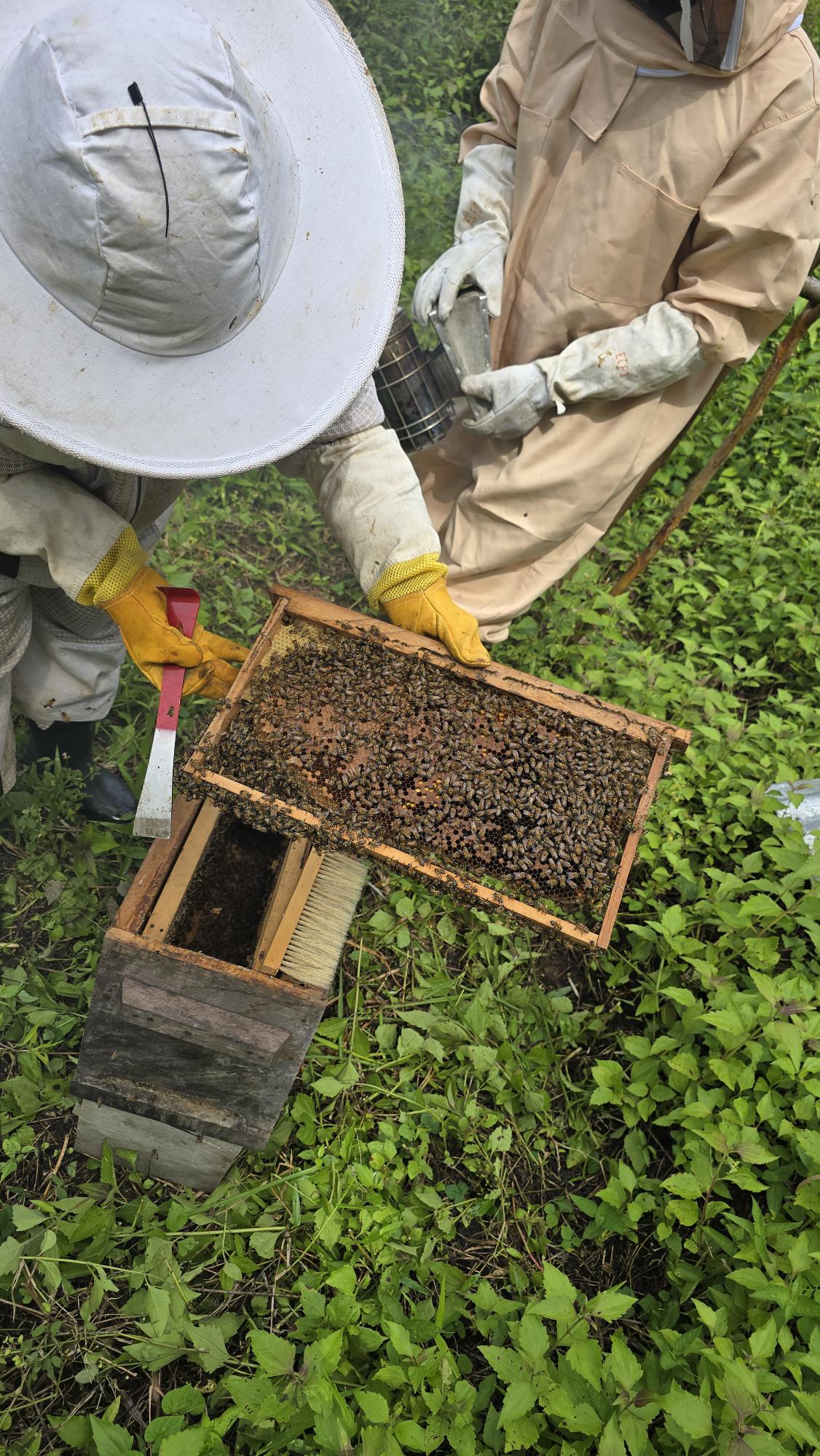 Two beekeepers in protective gear inspect a beehive frame covered with bees, surrounded by green foliage.