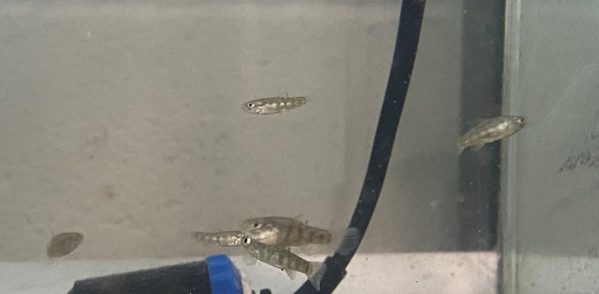 Several small translucent juvenile fish swimming near a heater and black cable inside an aquarium.