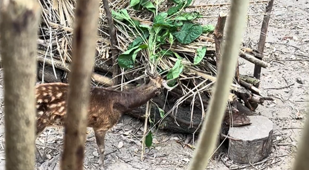Spotted deer eating from a tree