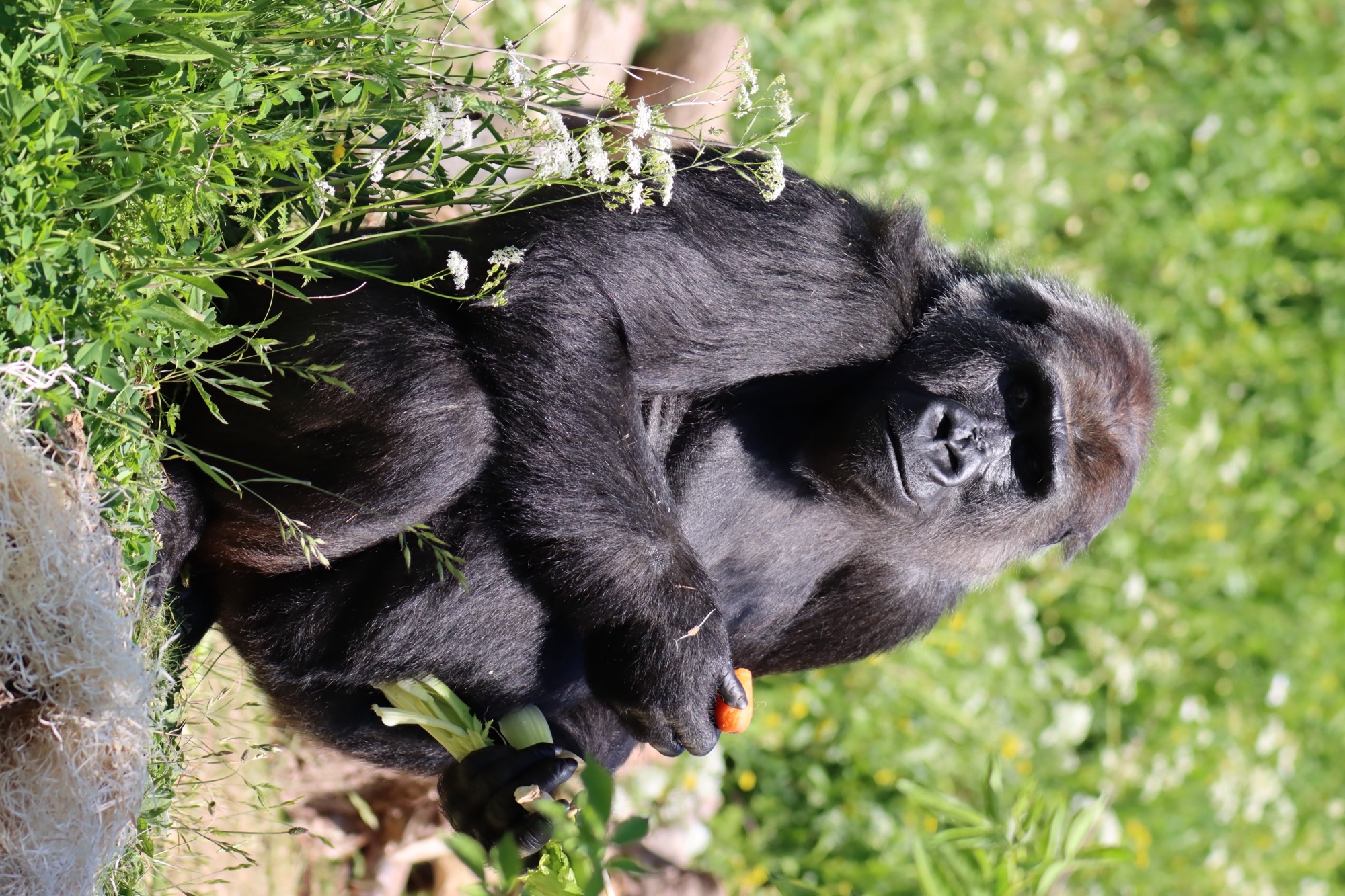 A western lowland gorilla eating a carrot sat with greenery behind