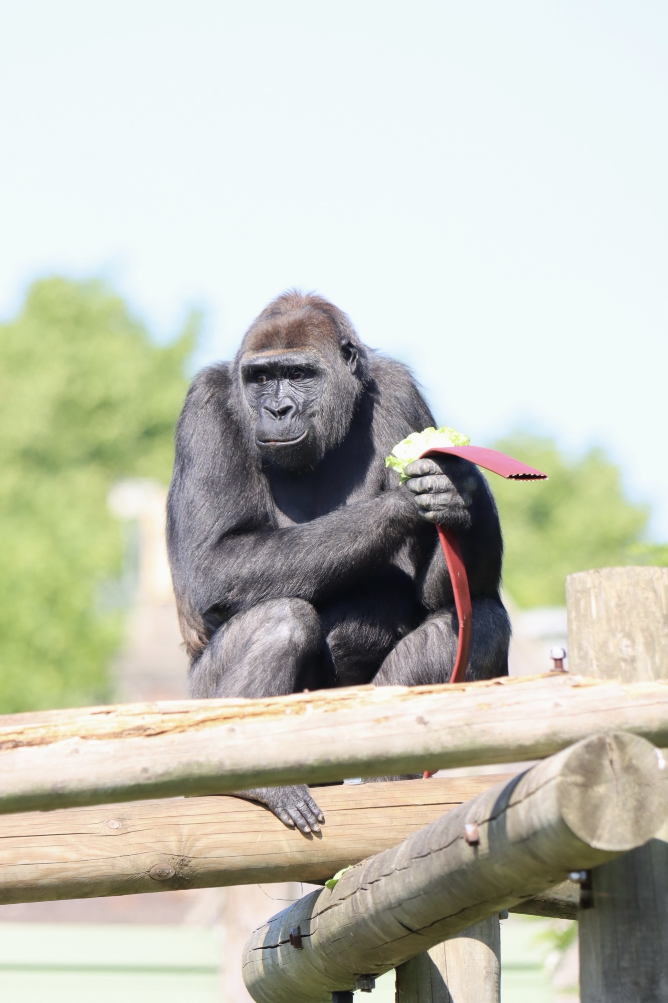 A gorilla sat on a wooden play area with lettuce and a fire hose and trees in the background