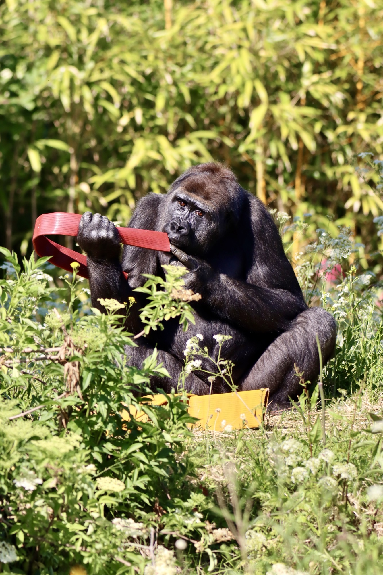 Gorilla sat in the sun eating out of fire hose pipes surrounded by foliage.