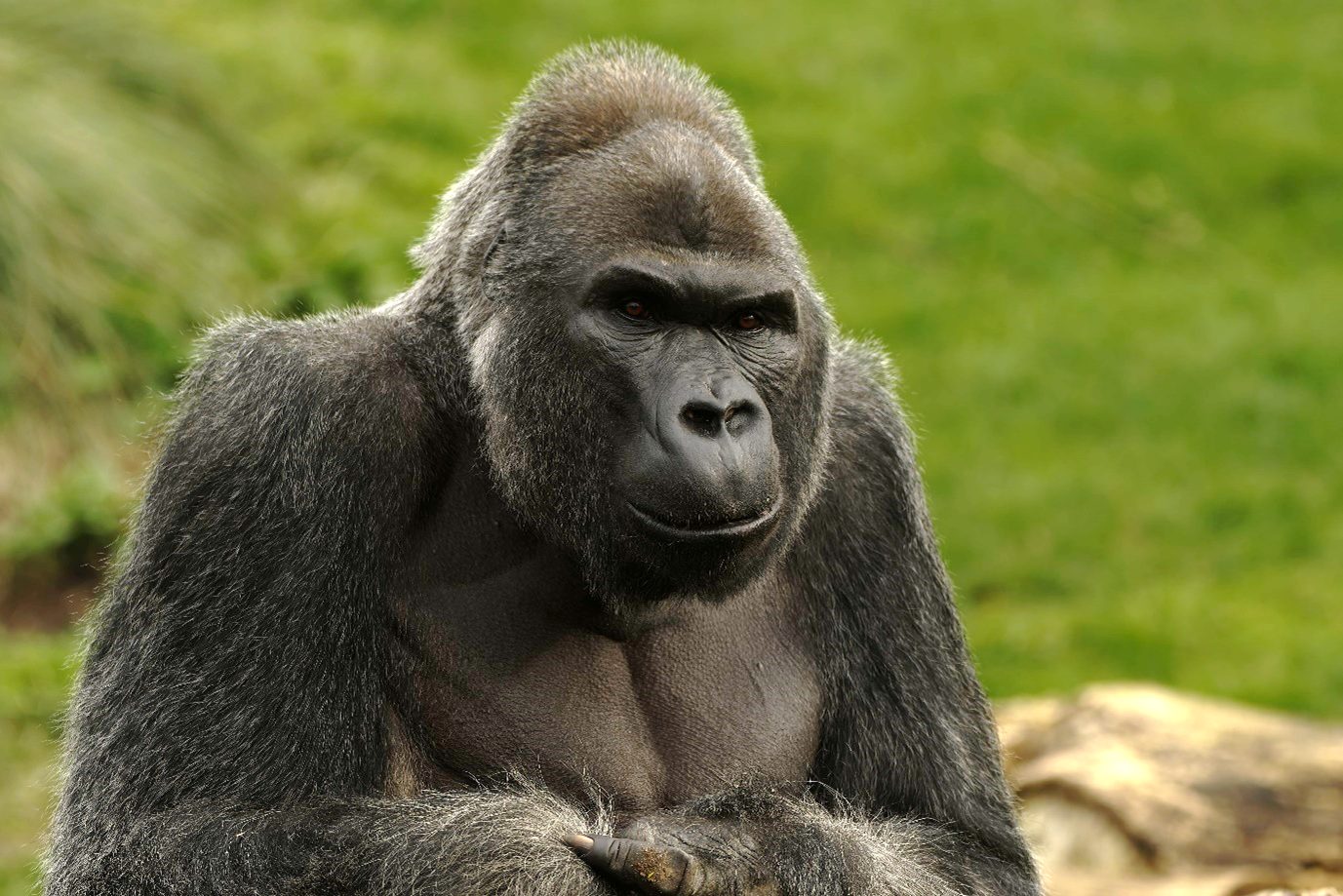 A silverback western lowland gorilla looking out with a green background