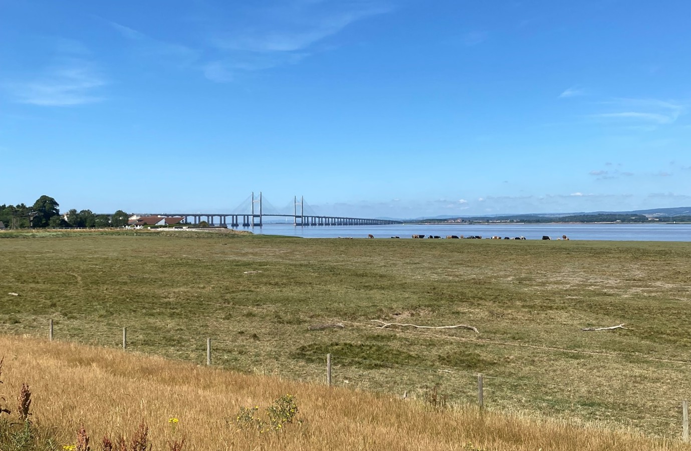 Expansive grassy field with cows grazing, a large bridge spanning a calm body of water, and a clear blue sky in the background.